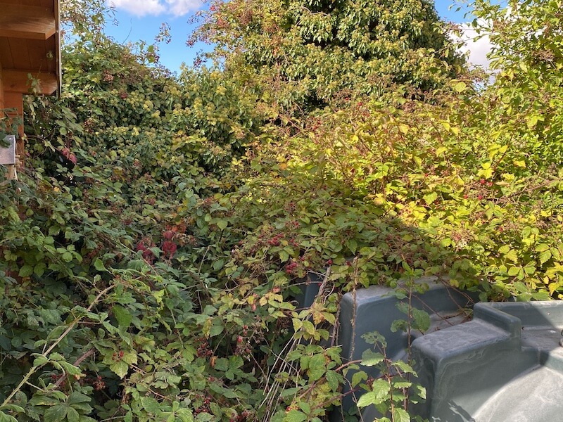 Garden Clearance Service - Overgrown Garden