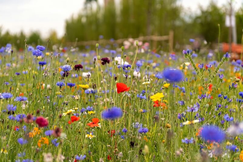 Best Native Plants and Wildflowers for a Cambridge Garden