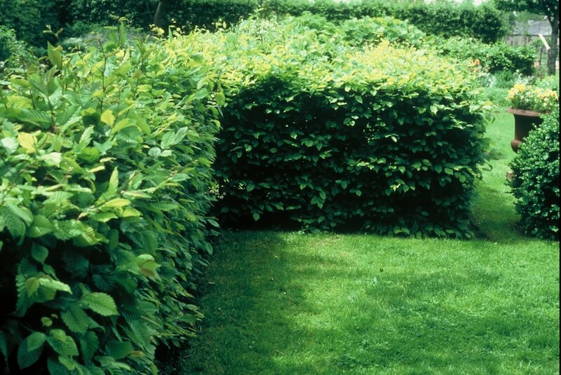 Carpinus betulus Hornbeam Hedge