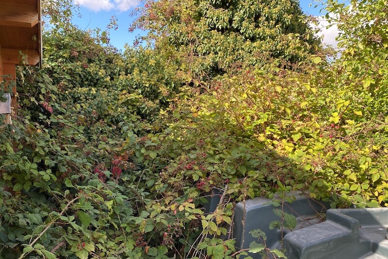 Garden Clearance Service - Overgrown Garden - Cambridge Garden Care
