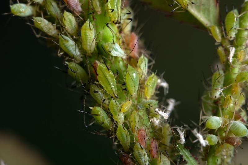 Green Aphids on a Rose Stem