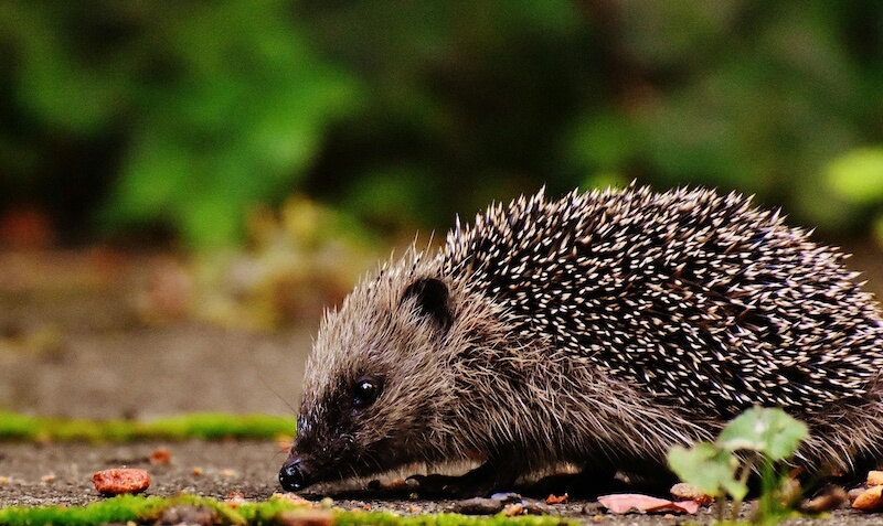 Hedgehog in a Wildlife Friendly Garden in Cambridge